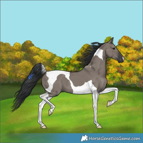 Horse Color:Grullo Tobiano