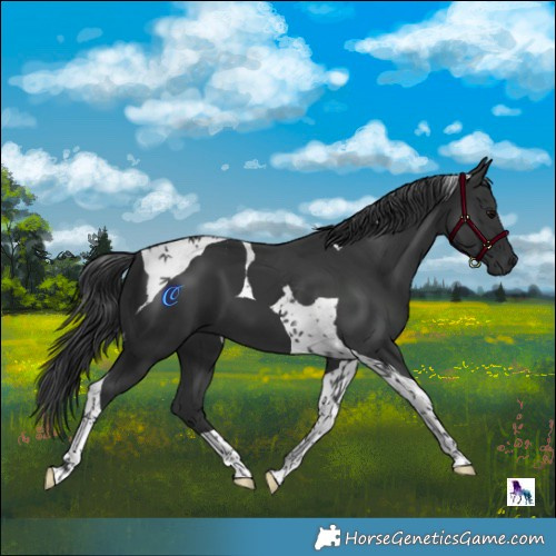 Horse Color:Black Tobiano 