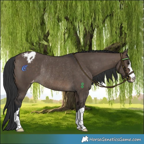 Horse Color:Brown Dun Varnish Rabicano 