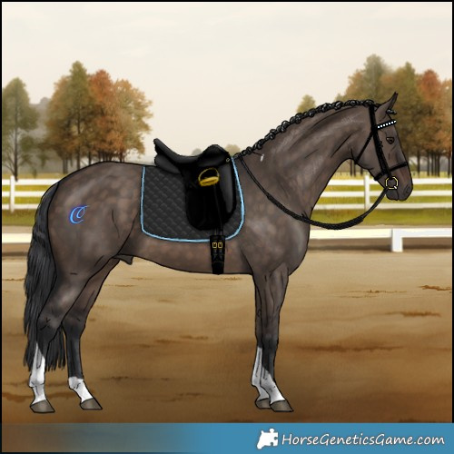 Horse Color:Brown Dun Tobiano 
