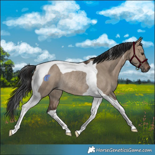 Horse Color:Brown Dun Tobiano Rabicano