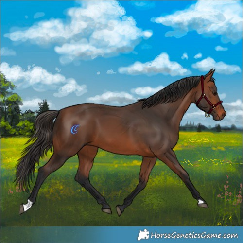 Horse Color:Bay 