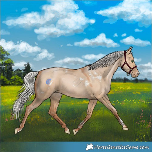 Horse Color:Powder White White Spotted Silver Bay Pearl Dun Rabicano 