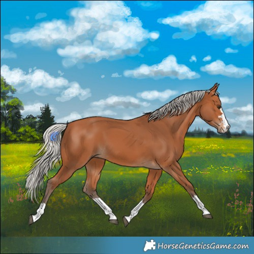 Horse Color:Silver Bay 