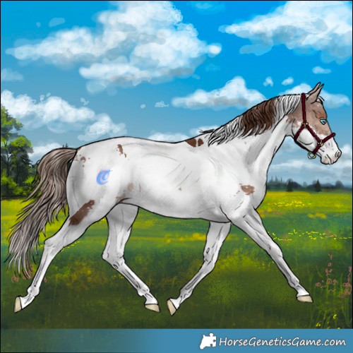 Horse Color:White Spotted Liver Chestnut Splash Tobiano 
