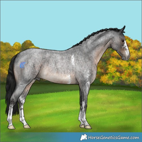 Horse Color:Gray Brown Roan Sabino Rabicano 