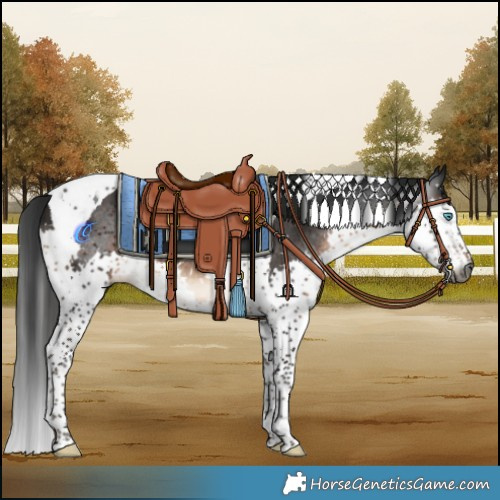 Horse Color:Gray Brown Splash Tobiano Rabicano