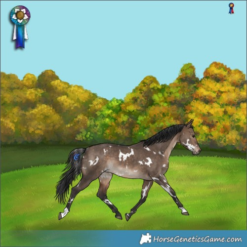 Horse Color:White Spotted Bay Dun Rabicano 