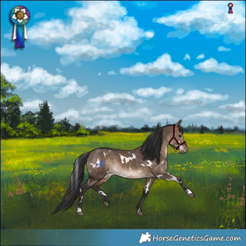Horse Color:White Spotted Bay Dun Rabicano