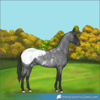 Horse Color:Blue Roan Snowcap 