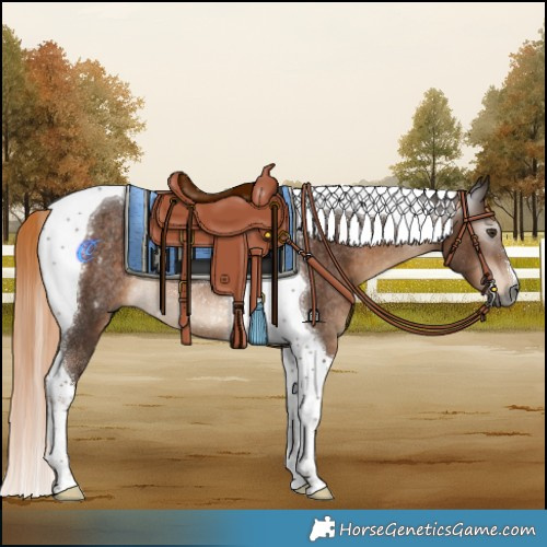Horse Color:Gray Liver Chestnut Tobiano Rabicano 