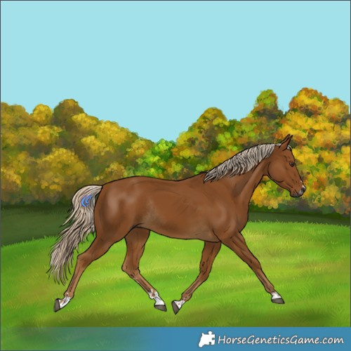 Horse Color:Gray Palomino Rabicano 