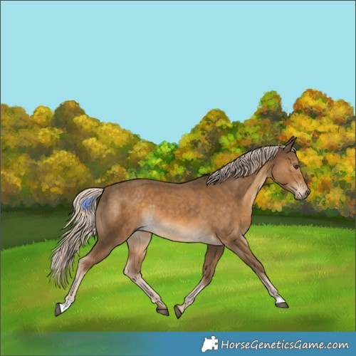 Horse Color:Chocolate Palomino Rabicano 