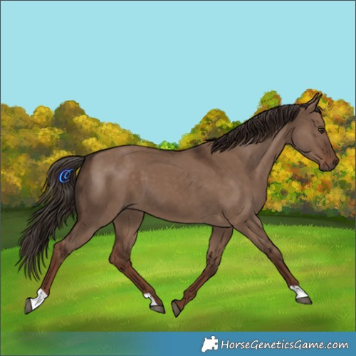 Horse Color:Liver Red Dun 