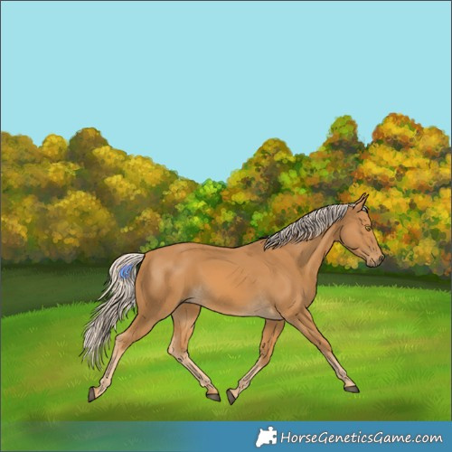 Horse Color:Palomino 