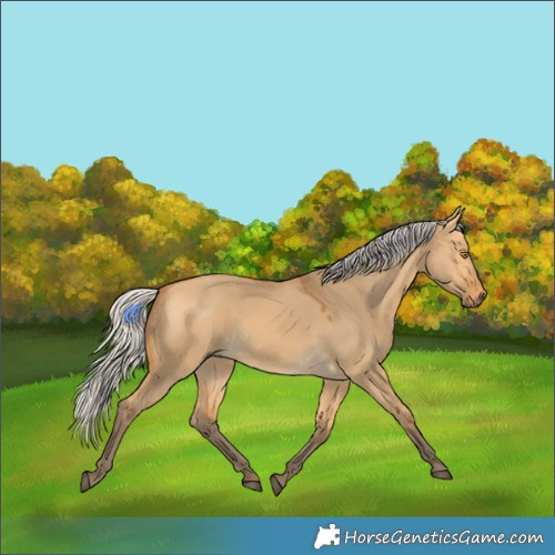 Horse Color:Silver Buckskin Dun Rabicano 