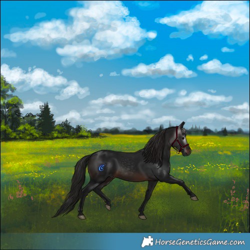 Horse Color:Gray Brown