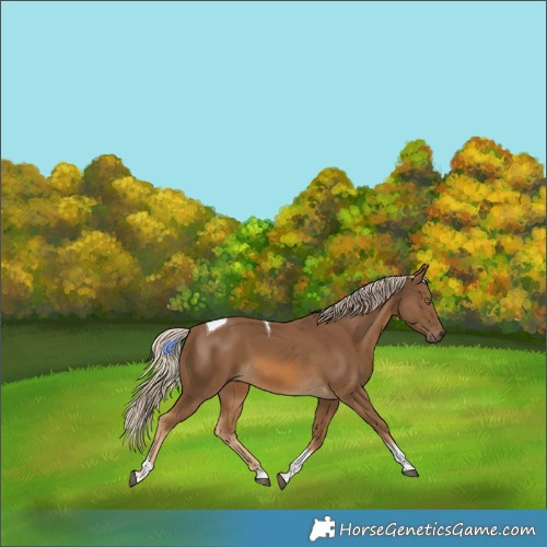 Horse Color:Chocolate Palomino Tobiano 