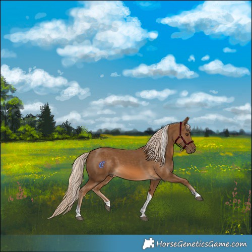 Horse Color:Chocolate Palomino Tobiano