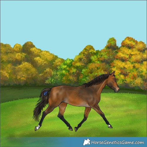 Horse Color:Gray Buckskin 
