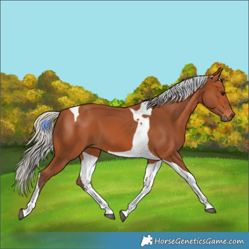 Horse Color:Silver Bay Tobiano 