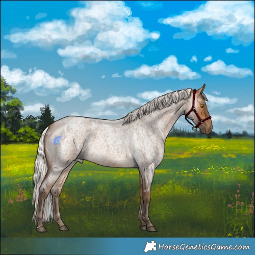 Horse Color:White Spotted Silver Buckskin Roan
