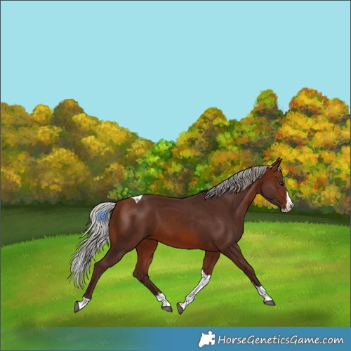 Horse Color:Silver Brown Splash Tobiano Rabicano 