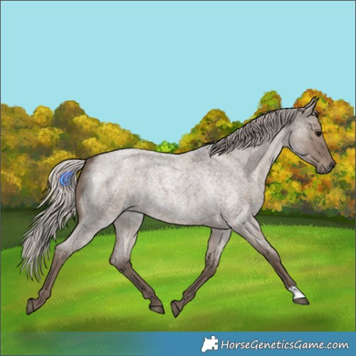 Horse Color:Silver Grullo Roan 