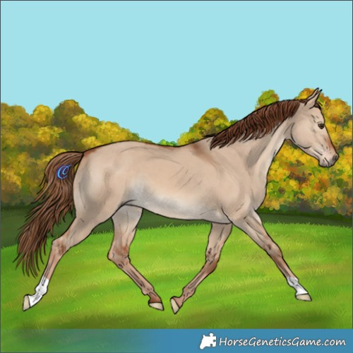 Horse Color:Red Dun 
