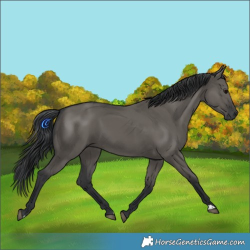 Horse Color:Grullo
