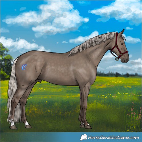 Horse Color:Silver Grullo