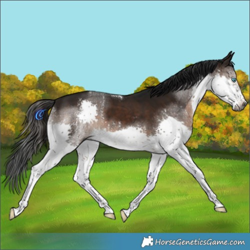 Horse Color:Gray Brown Splash Tobiano