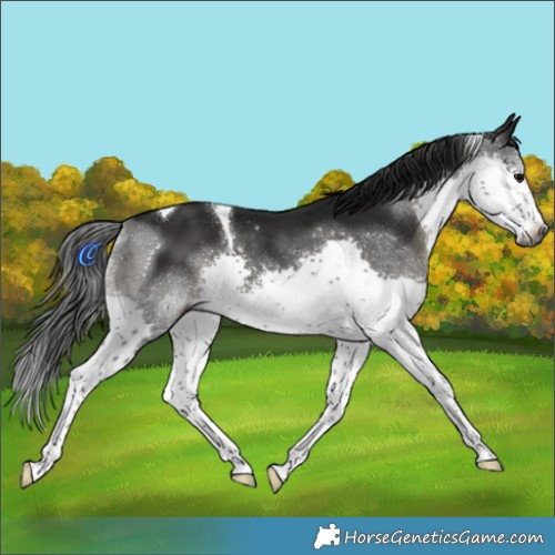 Horse Color:Gray Black Splash Tobiano 