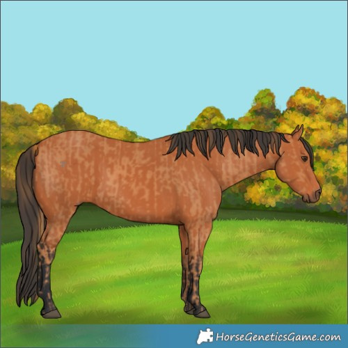 Horse Color:Chestnut  and Bay 