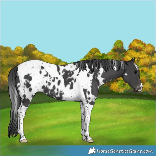 Horse Color:White Spotted Black Tobiano Near Leopard 
