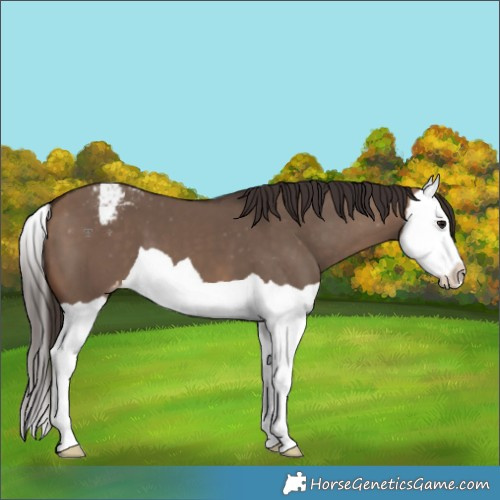 Horse Color:Brown Dun Splash Snowcap