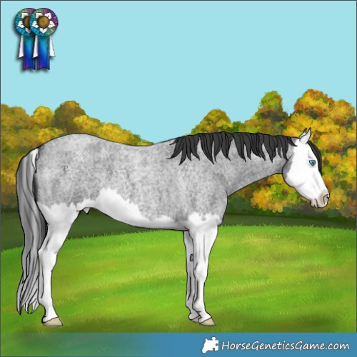 Horse Color:Blue Roan Splash Appaloosa 