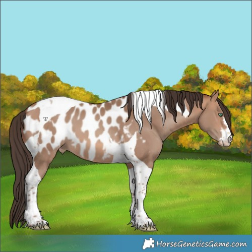Horse Color:Sable Champagne Tobiano Near Leopard 