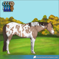 Horse Color:Sable Champagne Tobiano Near Leopard