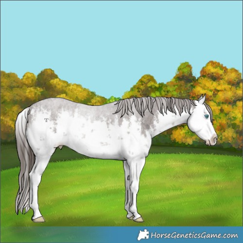 Horse Color:White Spotted Liver Chestnut Splash Rabicano