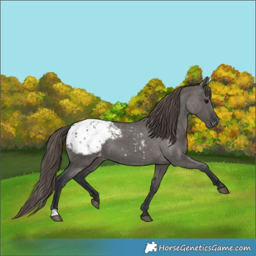 Horse Color:Grullo Appaloosa 
