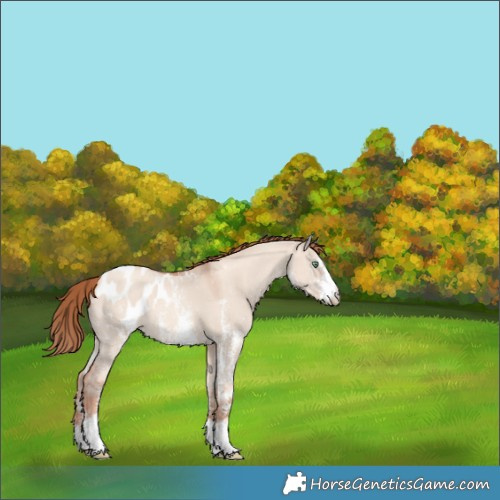 Horse Color:Gold Champagne Dun Sabino Blanket 