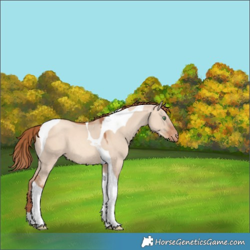 Horse Color:Gold Champagne Dun Tobiano Appaloosa