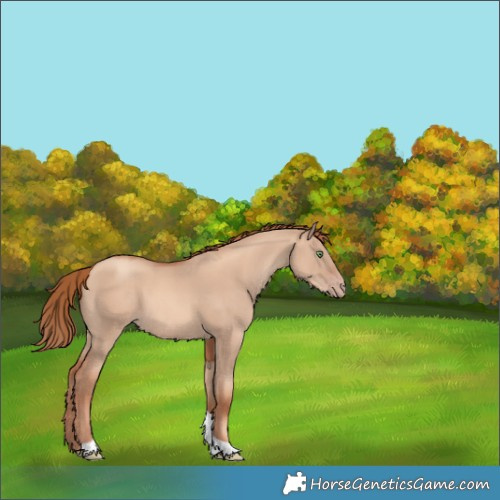 Horse Color:Gold Champagne Dun Tobiano 