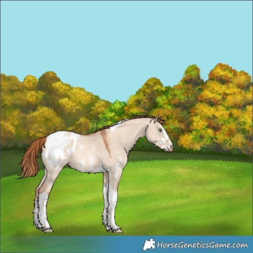 Horse Color:Gold Champagne Dun Sabino Tobiano Appaloosa