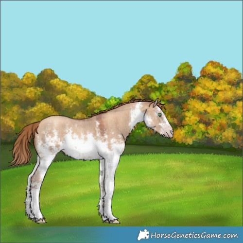 Horse Color:Gray White Spotted Gold Champagne Dun Sabino