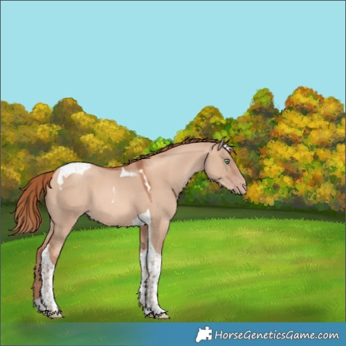 Horse Color:Gold Champagne Dun Tobiano 