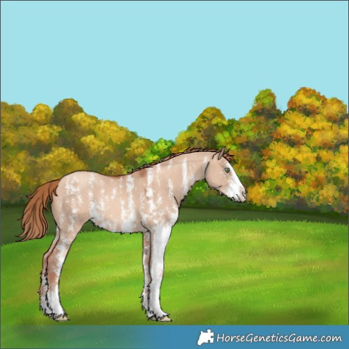 Horse Color:Gold Champagne Dun Sabino Splash Rabicano 