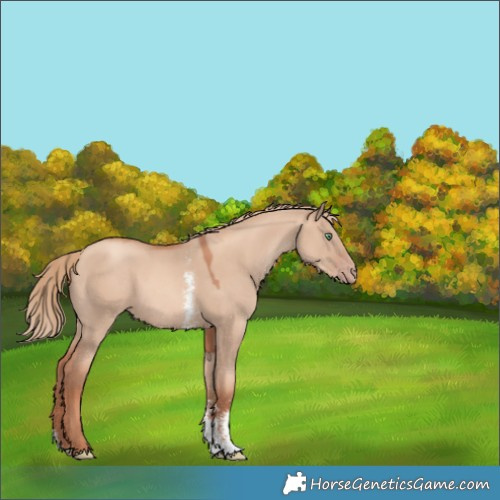 Horse Color:Gold Champagne Dun Sabino