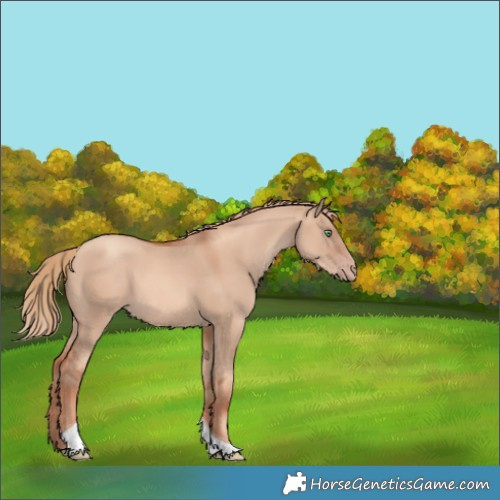 Horse Color:Gold Champagne Dun Tobiano 
